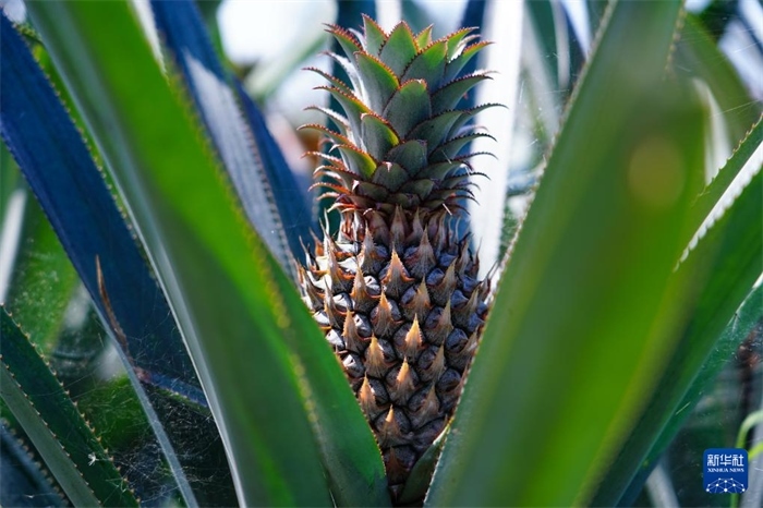 這是12月23日在斯里蘭卡馬坎杜拉拍攝的中國技術(shù)試驗田里的菠蘿。新華社記者 陳冬書 攝