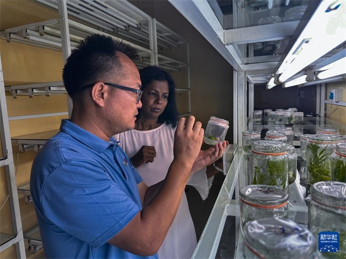 12月23日，在斯里蘭卡馬坎杜拉，中國專家與斯里蘭卡馬坎杜拉可持續(xù)農(nóng)業(yè)與發(fā)展研究中心主任達(dá)莎妮·賈亞曼納交流。新華社發(fā)（中國、聯(lián)合國糧農(nóng)組織與斯里蘭卡南南合作項目專家組供圖）