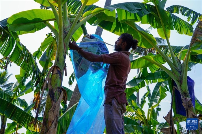 12月23日，在斯里蘭卡馬坎杜拉，農(nóng)民在香蕉試驗田里學(xué)習(xí)套袋技術(shù)。新華社記者 陳冬書 攝