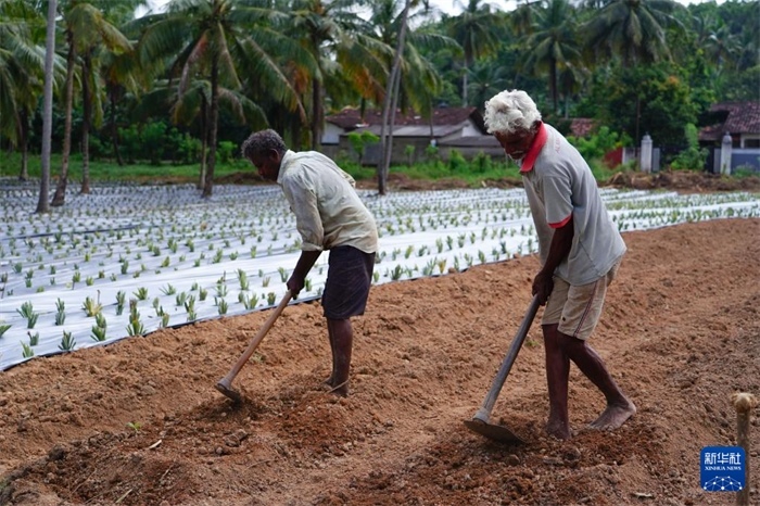 12月23日，斯里蘭卡馬坎杜拉的農(nóng)民在菠蘿田地里勞作。新華社記者 陳冬書 攝