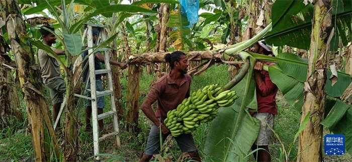 12月28日，在斯里蘭卡馬坎杜拉，當(dāng)?shù)剞r(nóng)民收獲香蕉。新華社發(fā)（中國、聯(lián)合國糧農(nóng)組織與斯里蘭卡南南合作項目專家組供圖）