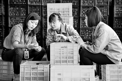 為拓展柿子產(chǎn)業(yè)發(fā)展新途徑，在陜西富平淡村鎮(zhèn)，歸國留學(xué)生王薇參與創(chuàng)建了一座柿酒酒莊。新華社發(fā)