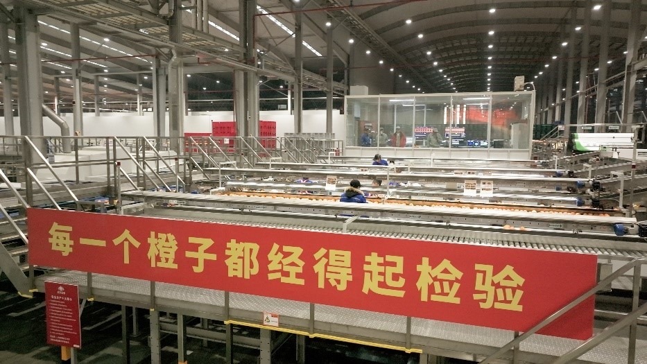 工人在智能生產(chǎn)線上對臍橙精深加工。人民網(wǎng)記者 張力洋攝