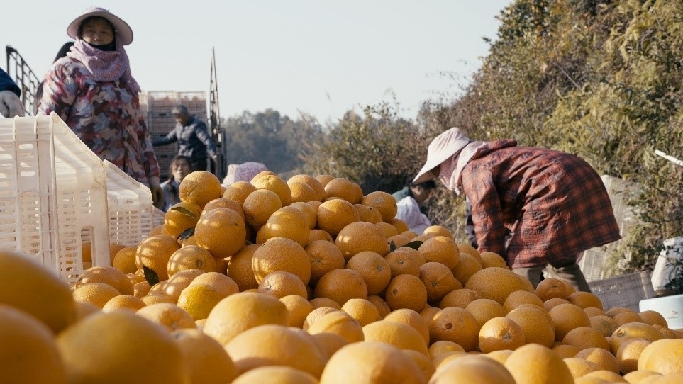 贛南臍橙喜獲豐收。人民網(wǎng)記者 張力洋攝