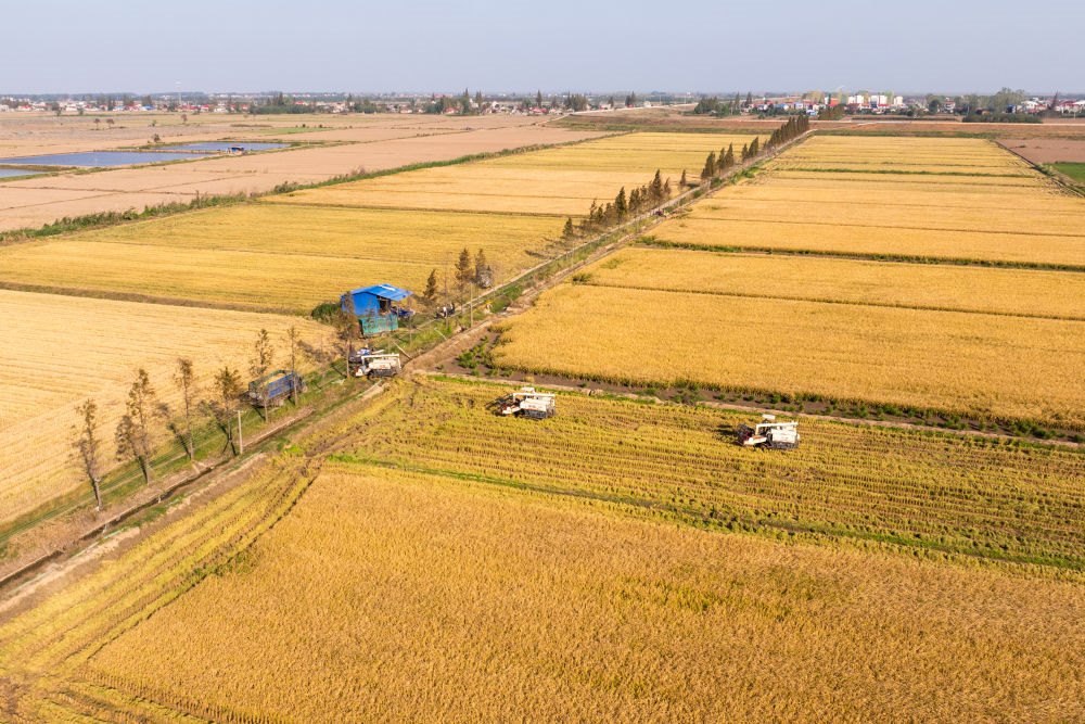 2024年11月1日，在湖南華容縣團洲垸，村民駕駛收割機收獲水稻（無人機照片）。新華社記者陳思汗 攝