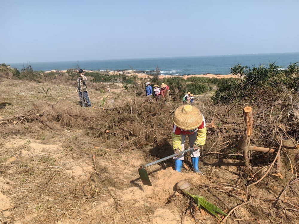 2025年1月19日，在海南文昌市，工人正在修復(fù)海岸防風(fēng)林。新華社記者吳茂輝 攝