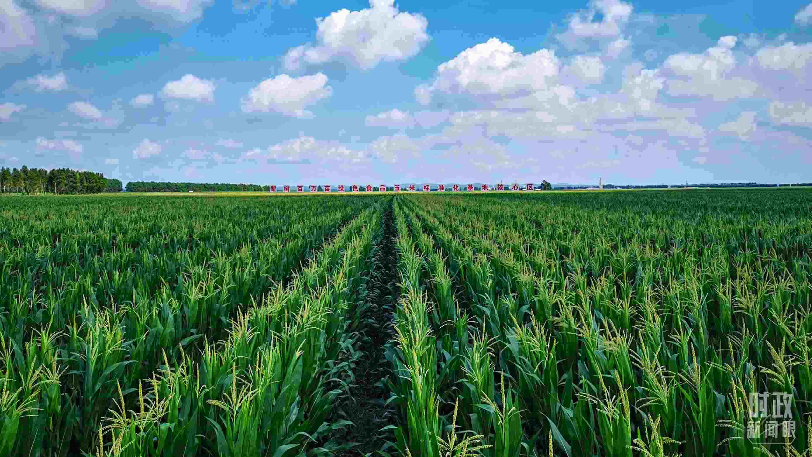 △吉林四平，梨樹縣地處黃金玉米帶。（總臺(tái)央視記者張曉鵬拍攝）