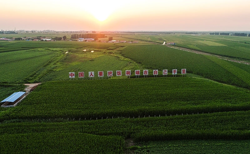 2020年7月23日拍攝的吉林省梨樹縣國家百萬畝綠色食品原料（玉米）標(biāo)準(zhǔn)化生產(chǎn)基地核心示范區(qū)（無人機照片）。新華社記者 許暢 攝
