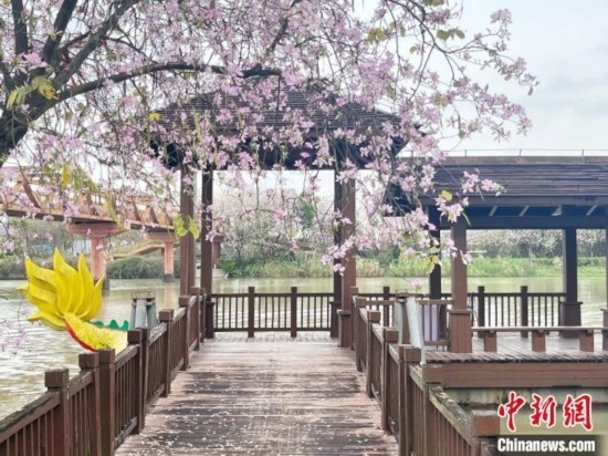 3月7日，廣州海珠國家濕地公園宮粉紫荊花海吸引游人。中新社記者 許青青 攝