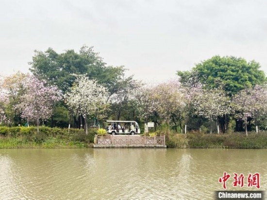 3月7日，廣州海珠國家濕地公園宮粉紫荊花海吸引游人。中新社記者 許青青 攝