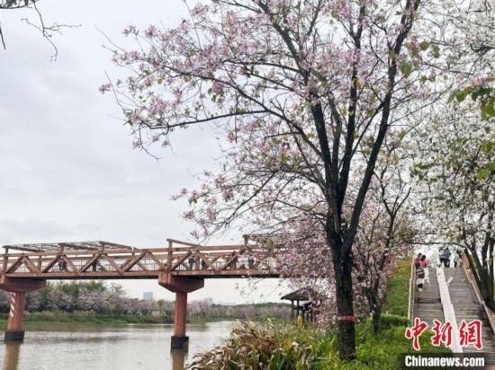 3月7日，廣州海珠國家濕地公園宮粉紫荊花海吸引游人。中新社記者 許青青 攝