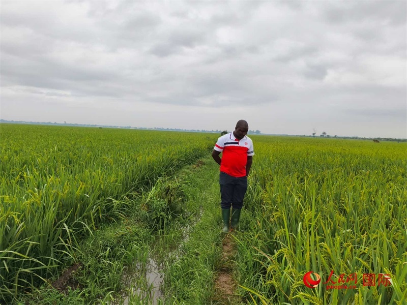 當(dāng)?shù)剞r(nóng)民正在查看水稻的長勢。人民網(wǎng)記者 黃培昭攝