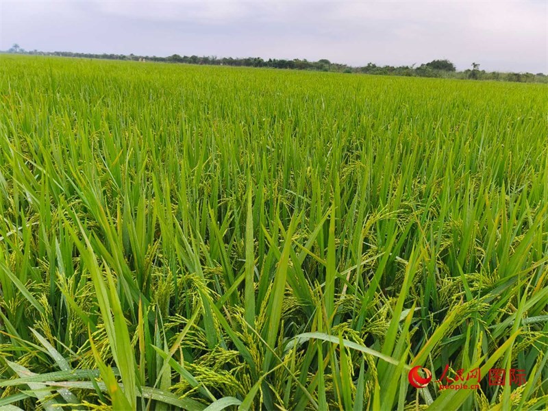 長勢喜人的水稻。人民網(wǎng)記者 黃培昭攝