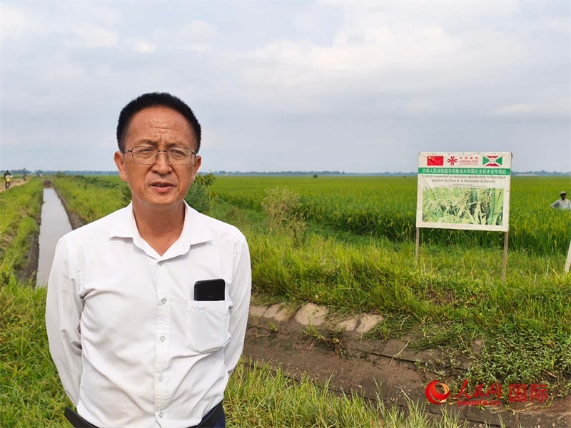 專家組組長楊華德在水稻田間地頭。 人民網(wǎng)記者 黃培昭攝