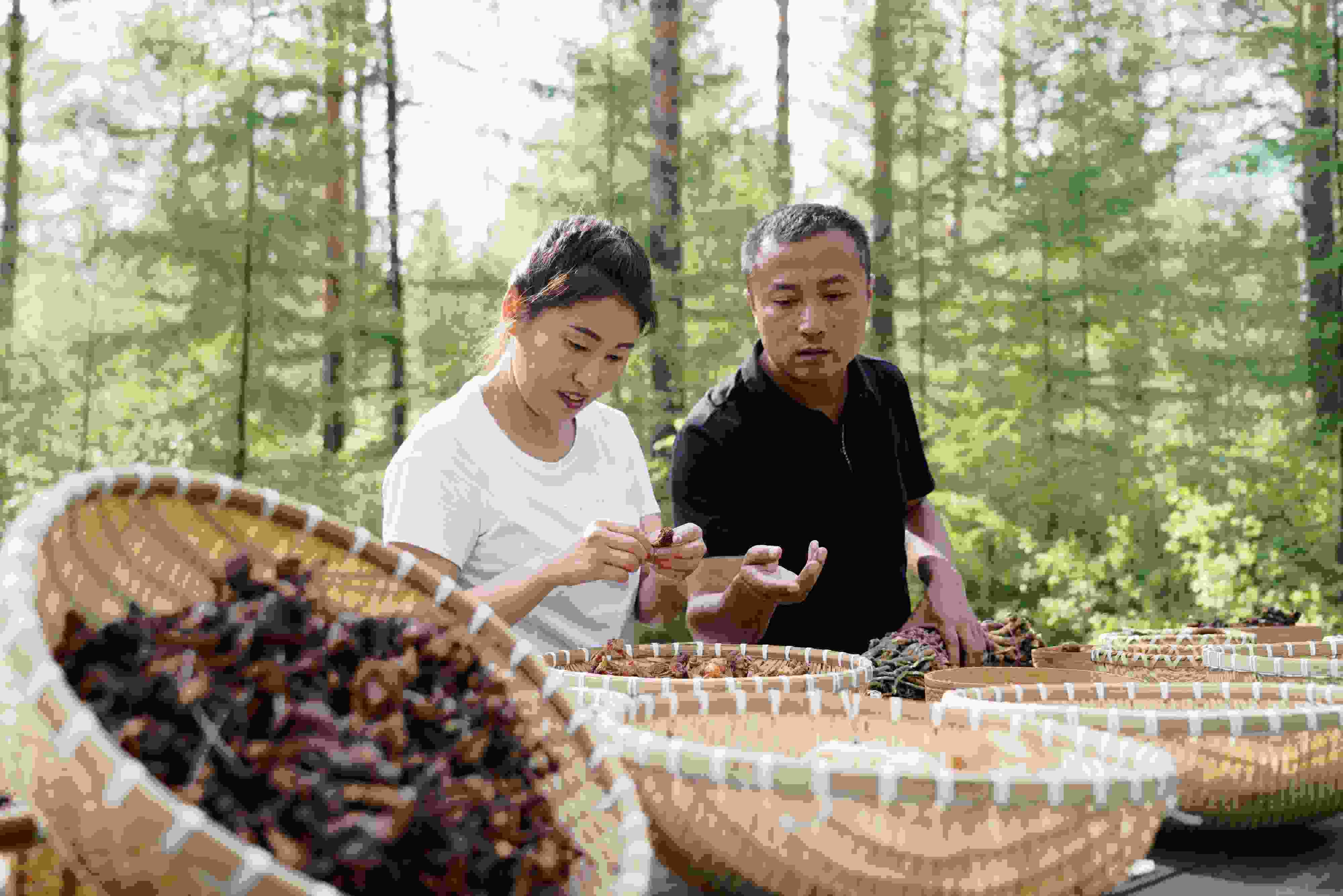 2024年8月6日，黑龍江漠河林場(chǎng)員工正在分揀采集來(lái)的林下產(chǎn)品。
