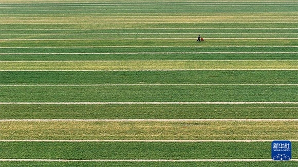 3月14日，在菏澤市鄆城縣潘渡鎮(zhèn)，農(nóng)民在麥田里施肥（無(wú)人機(jī)照片）。