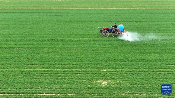 3月14日，在菏澤市鄆城縣郭屯鎮(zhèn)，農(nóng)民在麥田里噴灑除草劑（無(wú)人機(jī)照片）。