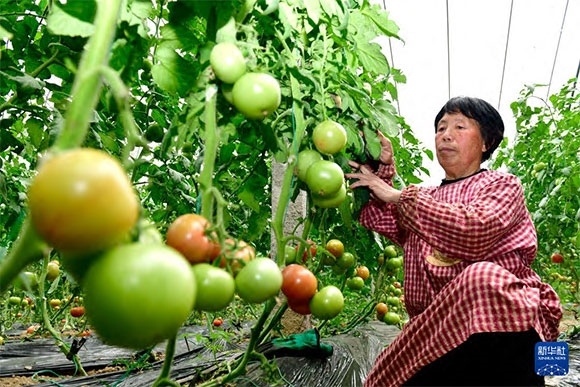 3月13日，在菏澤市鄆城縣張營(yíng)街道，農(nóng)民在設(shè)施大棚里打理西紅柿。