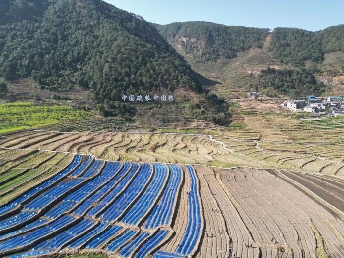 △近日，四川涼山一現(xiàn)代農(nóng)業(yè)園春耕育秧搶農(nóng)時。