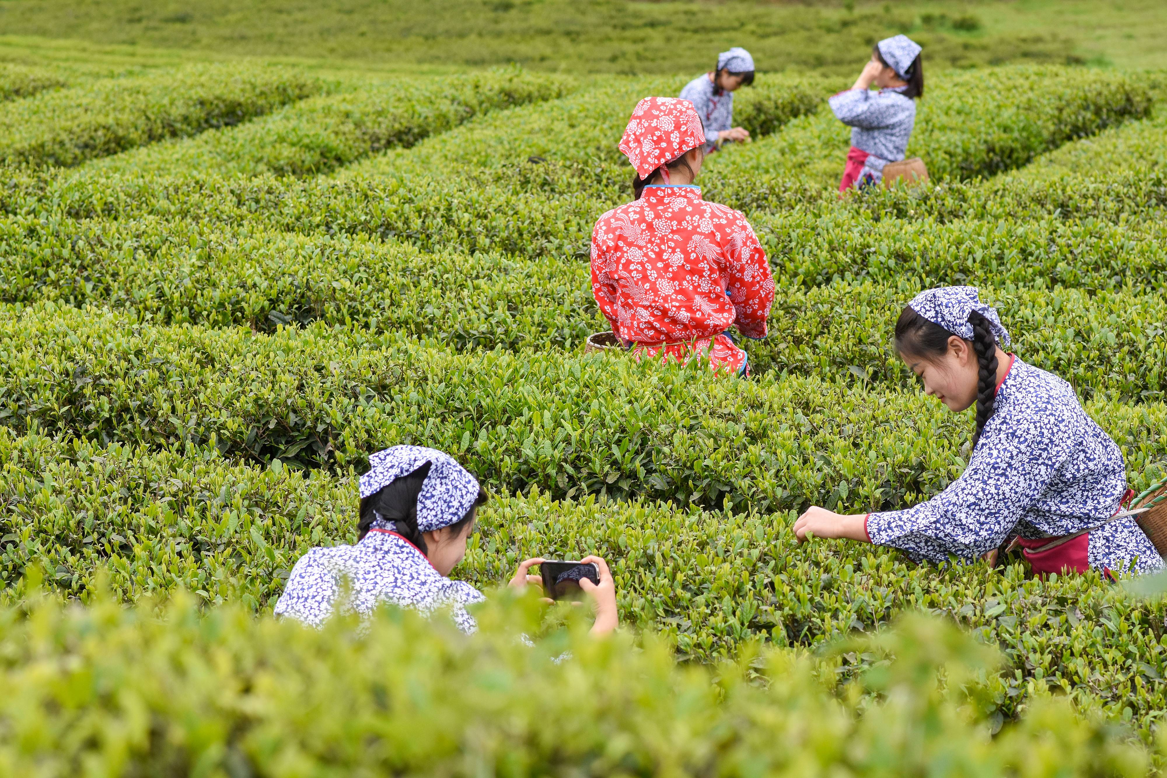 2023年4月6日，游客在貴州省銅仁市江口縣怒溪鎮(zhèn)駱象村生態(tài)茶園體驗(yàn)采茶樂趣。
