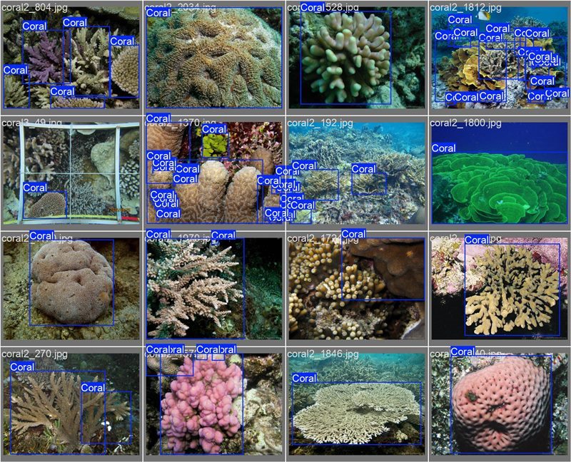 南海珊瑚識(shí)別。阿里云供圖