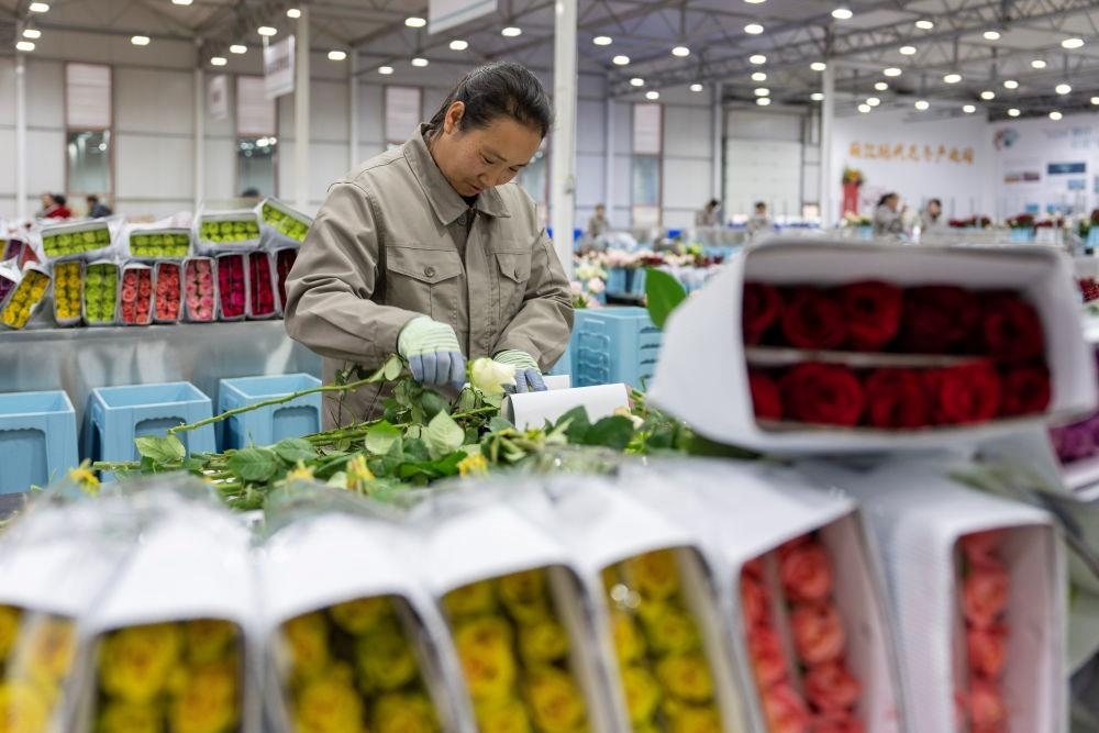 △近日，工作人員在云南麗江現(xiàn)代花卉產(chǎn)業(yè)園包裝鮮花。