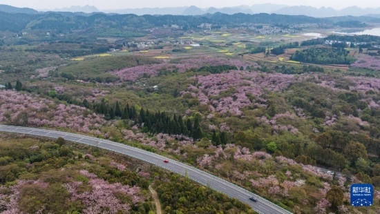 清鎮(zhèn)市紅楓湖鎮(zhèn)右二村旁的道路與花海相映（4月5日攝，無人機(jī)照片）。