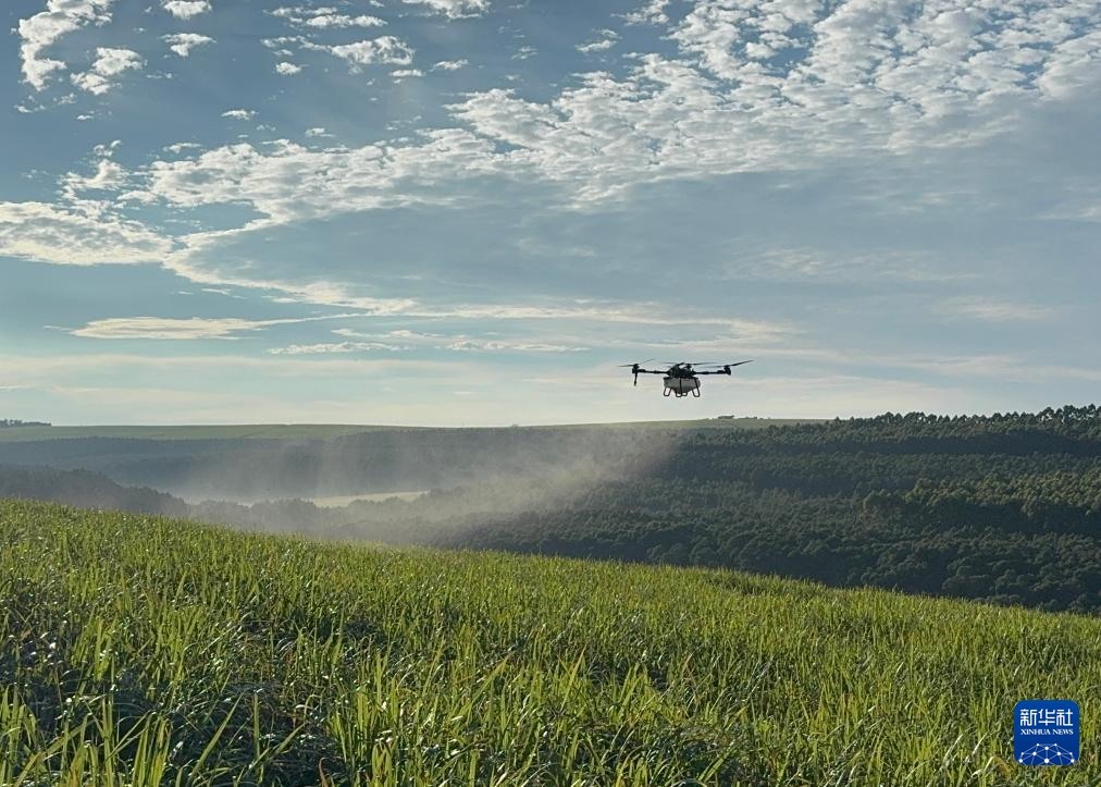 3月25日，在南非夸祖魯-納塔爾省的方廷希爾莊園，中國(guó)農(nóng)用無(wú)人機(jī)為甘蔗林噴灑殺菌劑。新華社記者 白舸 攝