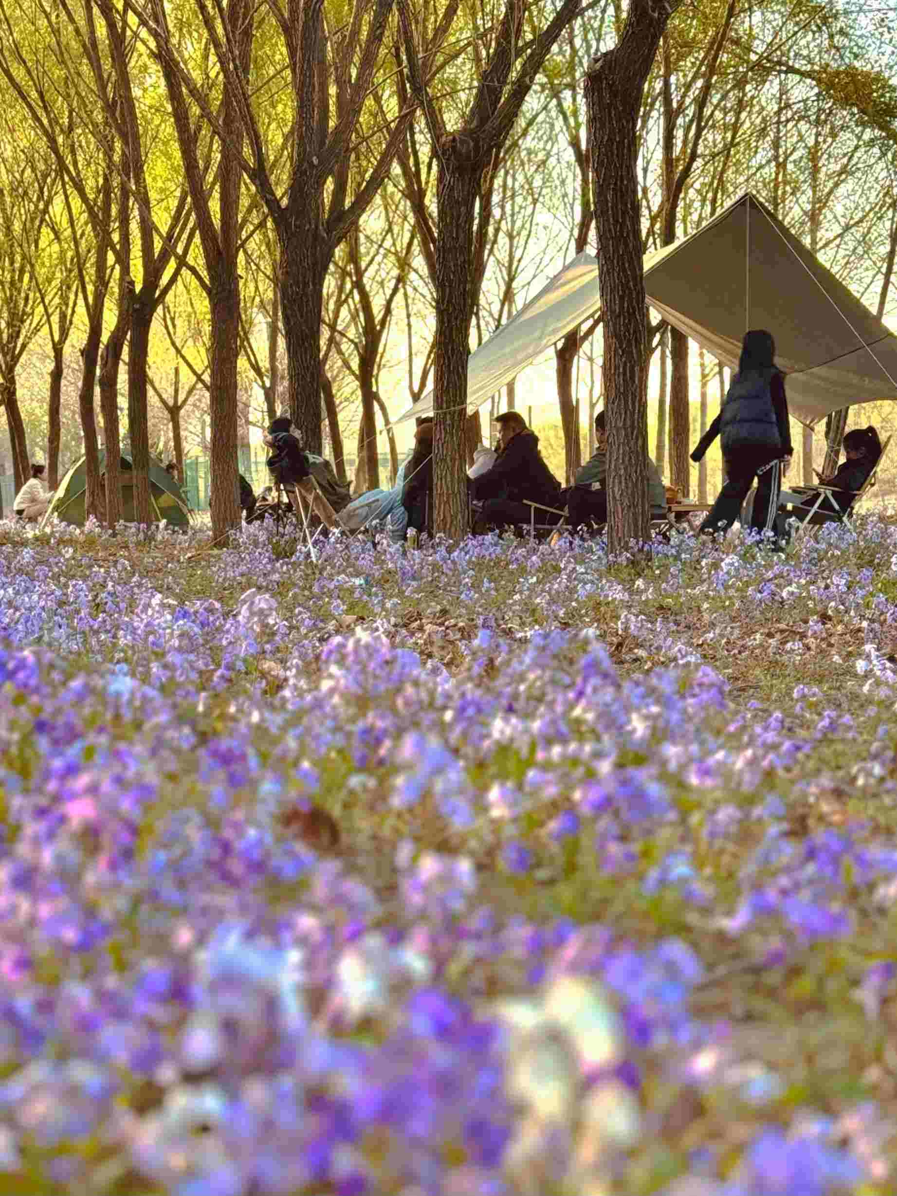 清明假期期間，范女士一家在北京溫榆河邊露營。受訪者供圖