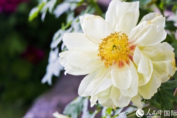 洛陽國家牡丹園牡丹盛開。 人民網(wǎng)記者 魯揚(yáng)攝