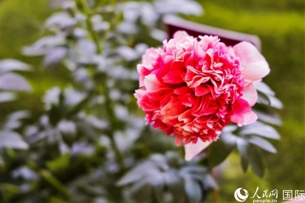 洛陽國家牡丹園牡丹盛開。 人民網(wǎng)記者 魯揚(yáng)攝