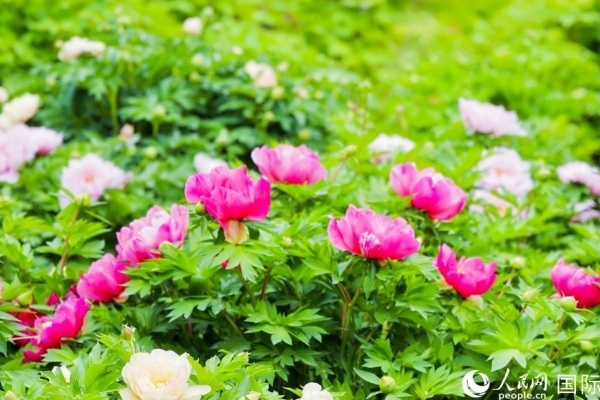 洛陽國家牡丹園牡丹盛開。 人民網(wǎng)記者 魯揚(yáng)攝