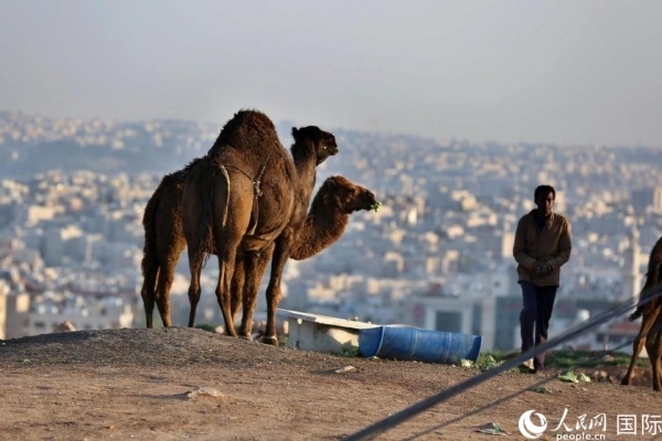 約旦首都阿曼街頭的駱駝。人民網(wǎng) 納達爾·達烏德攝