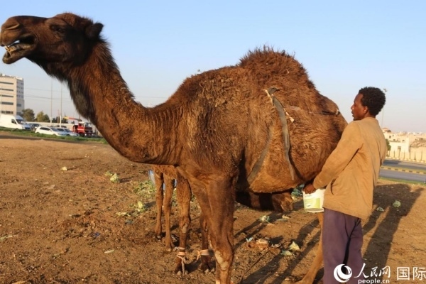 工人在給駱駝擠奶。人民網(wǎng) 納達爾·達烏德攝