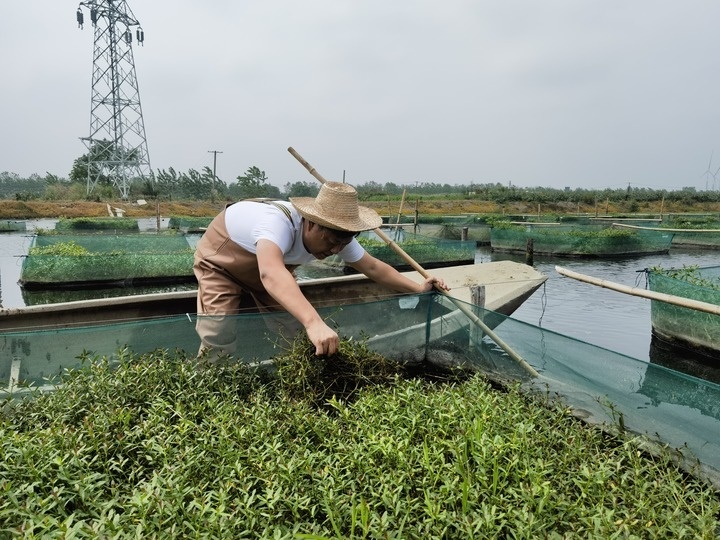 陳樹在湖北省仙桃市剅河鎮(zhèn)余腦村黃鱔繁育基地觀察黃鱔長(zhǎng)勢(shì)。新華社記者宋立崑 攝