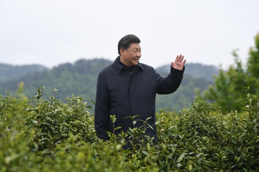 2020年4月21日，習(xí)近平總書記來到陜西安康市平利縣老縣鎮(zhèn)，在茶園考察脫貧攻堅情況。新華社記者 燕雁 攝