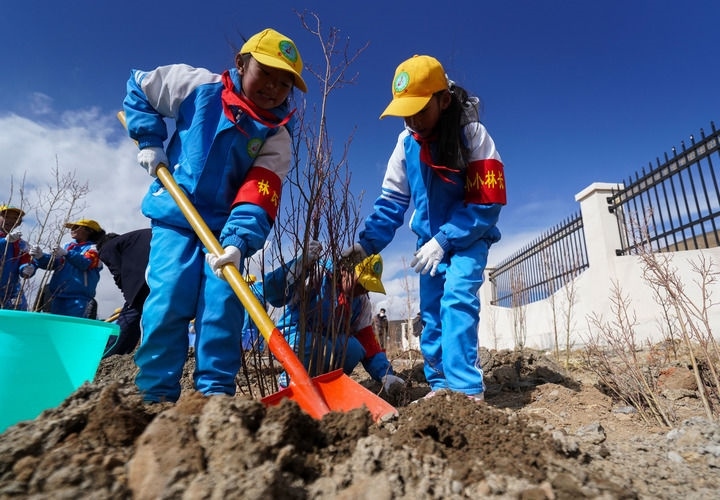 2025年4月25日，西藏那曲市小學生在植樹。新華社記者 晉美多吉 攝